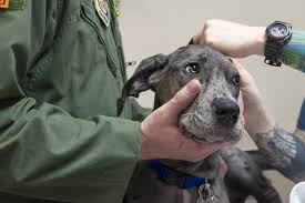 Common Ailments in Dogs
